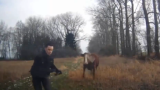 Runaway Cow Tries To Attack Cop In Czech Republic!