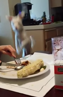 Bouncing dog jumps to beg at dinner table