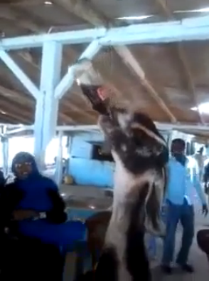 Turn Up: This Goat Can Definitely Party!