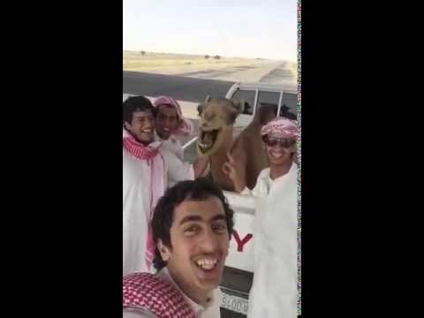 camel laugh