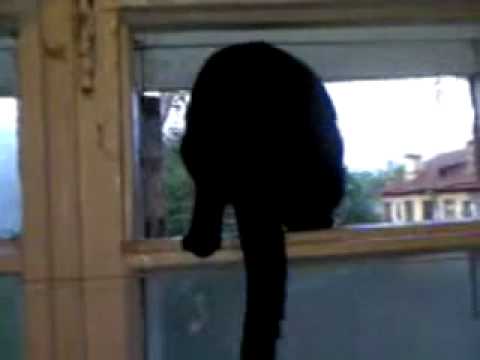 Cat gets caught barking then resumes meowing!