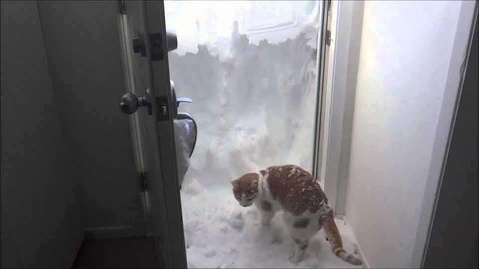 Cat trying to dig out front door after massive snow storm