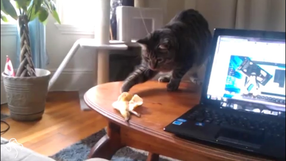Cats vs Bananas