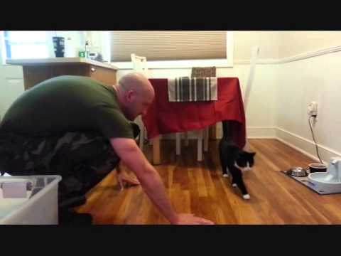 Cats Welcoming Home Soldiers