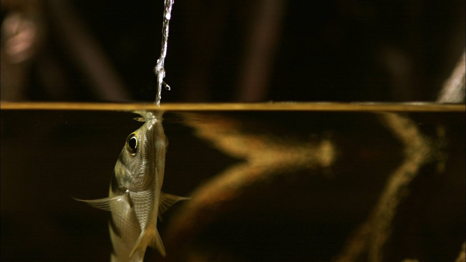 Do These Fish Really Shoot Their Prey with Spit?