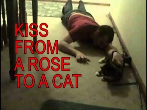 Drunk guys sing Kiss From A Rose to his cat