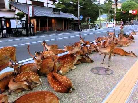 Horde of deer occupying the road at Nara.