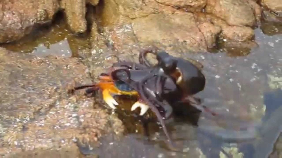 Octopus ambushes a crab