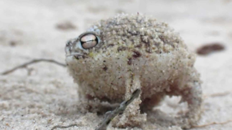 Worlds Cutest Frog – Desert Rain Frog
