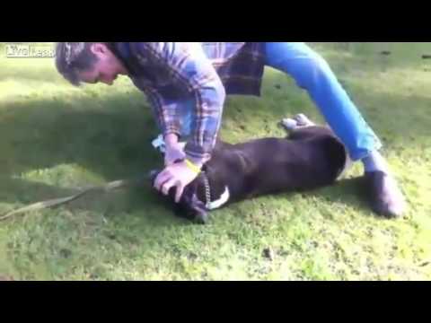 Guy gives CPR to dog and saves the dogs life AMAZING!!