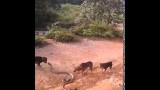 Pack of dogs attack a huge king cobra
