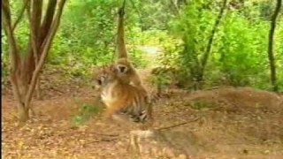 monkey teasing a tiger