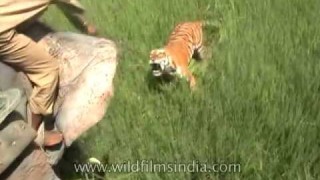 Tiger charges at man riding elephant