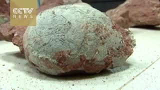 Dinosaur eggs found in southern China