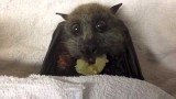 Flying-Fox (bat) eats grapes