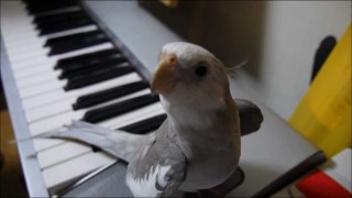 singing cockatiel