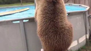 Bear jumping into pool using the stairs