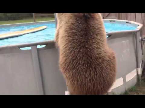 Bear jumping into pool using the stairs