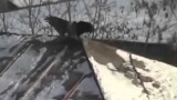 Did You Know Crows Snow-ride in Russia?