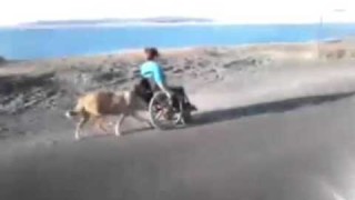 Dog pushes owner on wheel chair.