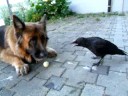 A Crow, Dog and Human Play Ball.